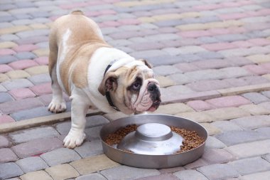 Köpek yetiştiricisi İngiliz Bulldog kaldırım kenarında duruyor döşeme döşemeleri ve yemek yiyor.
