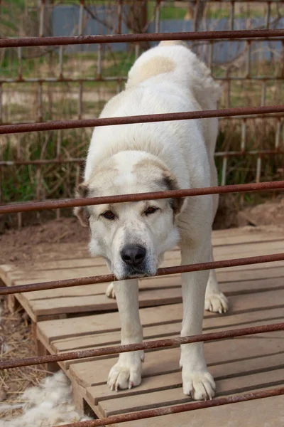 Большая Собака Породы Алабай Клетке — стоковое фото