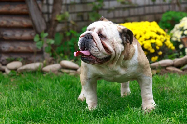 dog english bulldog breed standing on green grass