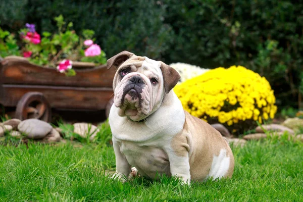 Kutya Angol Bulldog Tenyészt Zöld — Stock Fotó