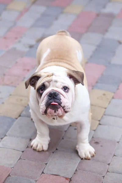 Köpek Yetiştiricisi Ngiliz Bulldog Kaldırım Taşlarıyla Dolu Bir Yolda Duruyor — Stok fotoğraf