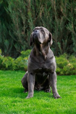 Güzel, büyük bir köpek. Cadı kamışı. Corso italiano yeşil çimlerin üzerinde oturuyor.