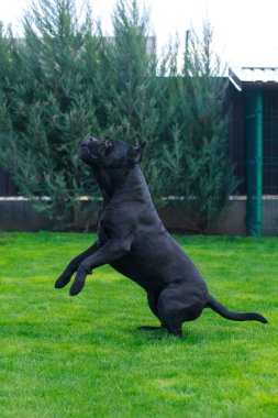 Geniş, güzel bir köpek. Cadı kamışı. Corso italiano yeşil çimlerin üzerinde duruyor.