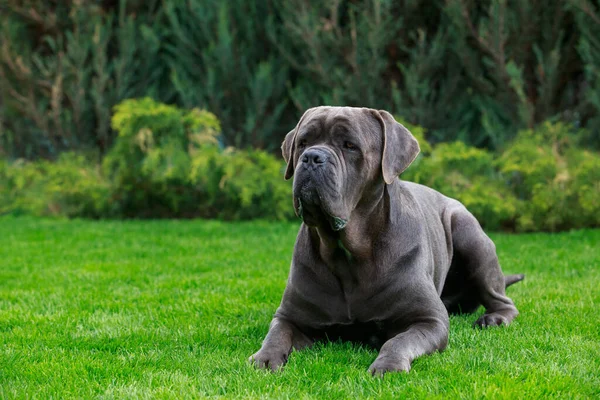Schöne Große Hunderasse Corso Italiano Liegt Garten Auf Grünem Gras — Stockfoto