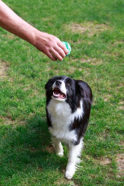 Köpek Cins Sınır Köpeği Bahçedeki Topa Bakıyor — Stok fotoğraf