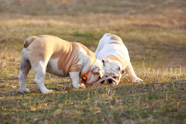 Zwei Hunde Englische Bulldogge Rasse Nahaufnahme Auf Einem Hintergrund Von — Stockfoto