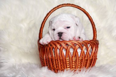 Yakın plan İngiliz Bulldog köpeği sepeti içinde