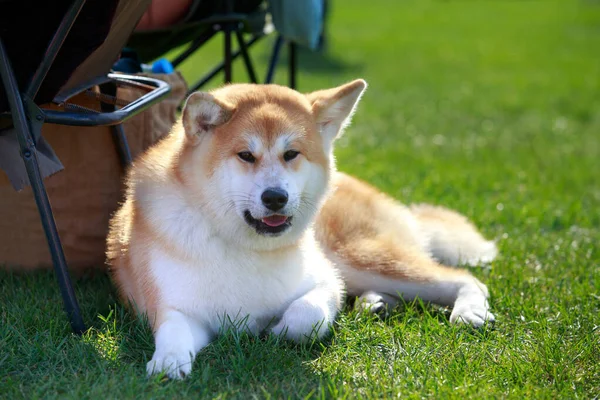 犬の品種秋田犬は緑の芝生の上に横たわる — ストック写真
