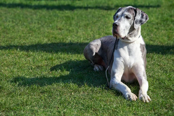 Great Dane on a background of green grass