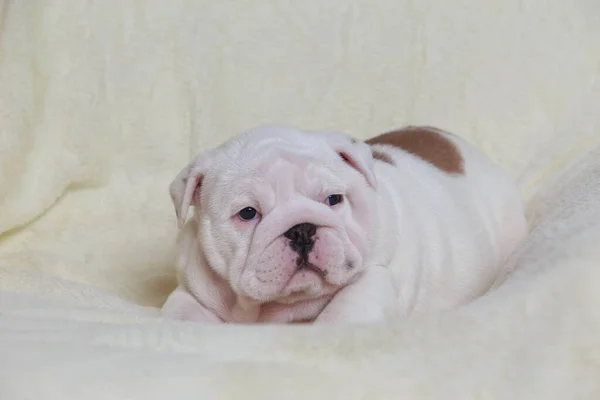 Close English Bulldog Puppy Fur Blanket — Stock Photo, Image