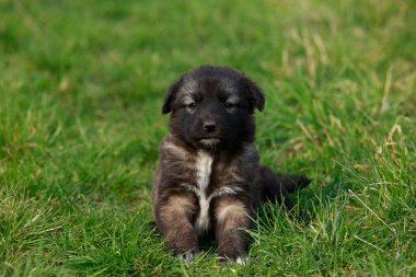 Küçük köpek yavrusu Alabai 'de yeşil çimenlerin üzerinde