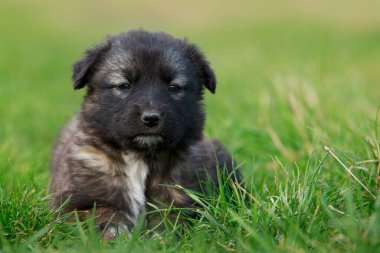 Küçük köpek yavrusu Alabai 'de yeşil çimenlerin üzerinde