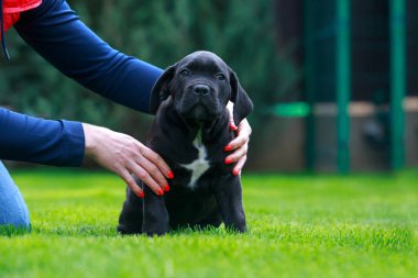 Baston Corso italiano köpek yavrusu yeşil çimlerde oturuyor.