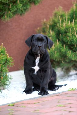 Sokağın ortasında oturan Corso italiano köpeği.