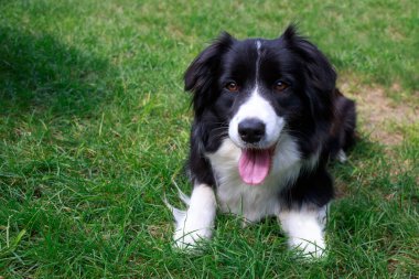 Köpek cins Border Collie yeşil çimlerin üzerinde yatıyor.