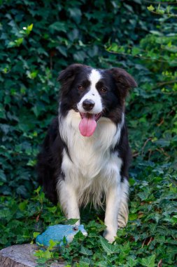 Köpek cins Border Collie yeşil sarmaşık arka planında parkta oturuyor.