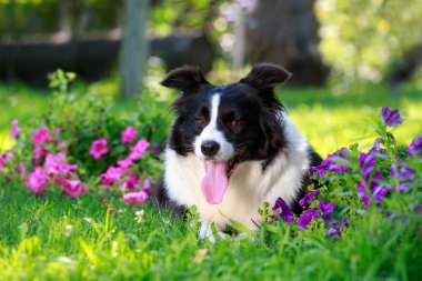 Çiçek açan petunyaların arka planında köpek üreten sınır çobanı var.