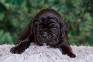 Çam ağacının arka planında İtalyan köpek yavrusu kamışı Corso