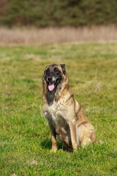 Köpek Irkı Belçika Çobanı Malinois Sahada — Stok fotoğraf