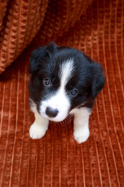 Little Puppy Breed Border Collie Close Background Brown Blanket — Stock Photo, Image