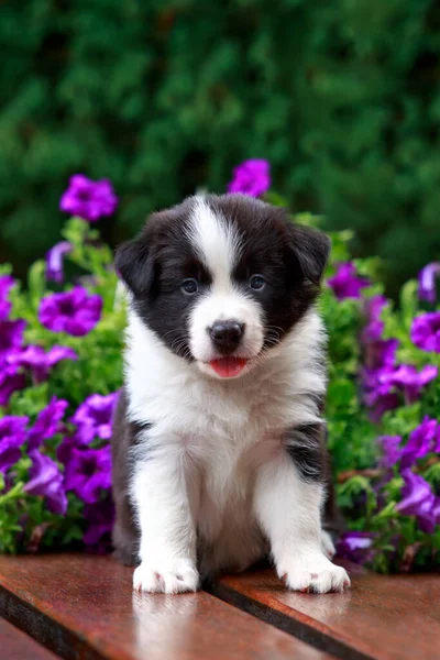 Pequeño Cachorro Frontera Collie Crianza Cerca Fondo Florecimiento Petunia —  Fotos de Stock