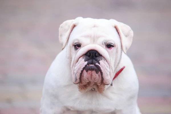 dog breed english bulldog sits on a path lined with paving slabs