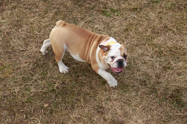 stock image beautiful champion male english bulldog standing in the grass