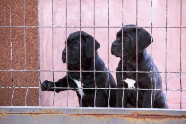Yavru köpekler metal örgüden yapılmış bir çitin arkasında Corso Italano kamışı