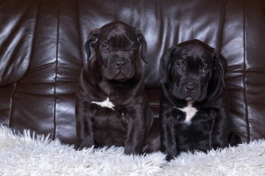 Kahverengi kanepede iki güzel genç Cane Corso Italiano yavrusu.