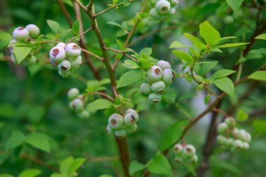 Yeşil yaban mersinli güzel böğürtlenler
