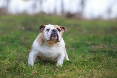 güzel şampiyonu erkek İngilizce bulldog ayakta çim
