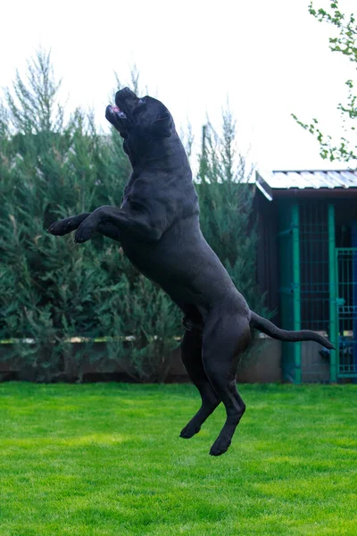Красивая Большая Собака Породы Корсо Фазано Саду — стоковое фото