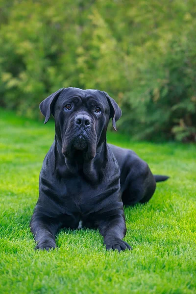 Vacker Stor Hund Sockerrör Corso Italiano Ras Ligger Trädgården Grönt — Stockfoto