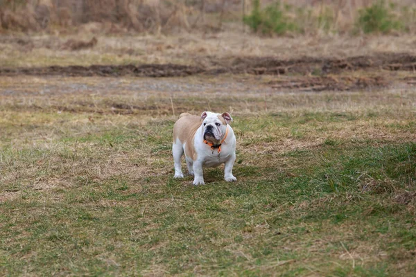 Beau Champion Mâle Anglais Bulldog Debout Dans Herbe — Photo