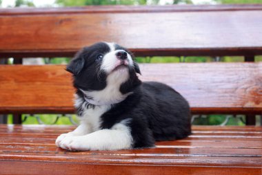 Küçük köpek yavrusu, Collie 'nin yakın çekimi ahşap bankta yatıyor.