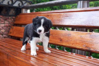 Küçük köpek yavrusu Border Collie tahta bir bankta duruyor