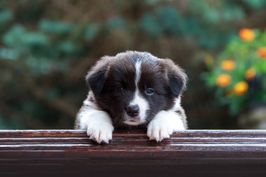 Küçük bir köpek yavrusu. Collie 'nin yeşil arka planda yakın çekimi.