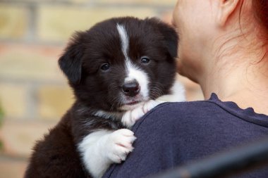 Küçük köpek yavrusu, Collie 'nin bir kadının omzuna yakın çekimi.