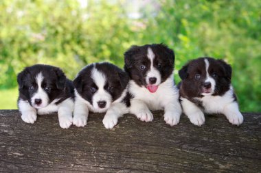 Dört küçük köpek yavrusu ağaç gövdesinde çoban köpeği yetiştiriyor.