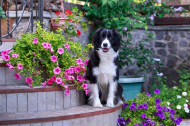 Çiçek açan petunyaların arka planında köpek üreten sınır çobanı var.