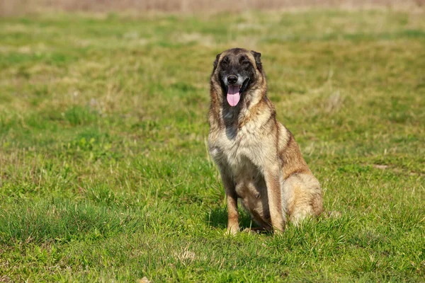 Hunderasse Belgischer Schäferhund Malinois Auf Dem Feld — Stockfoto