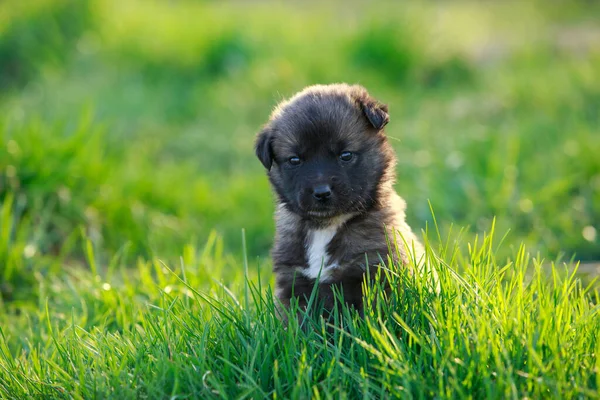 Kleine Puppy Ras Alabai Een Achtergrond Van Groen Gras — Stockfoto