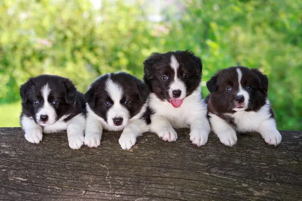 Four little puppies breed border collie on a tree trunk close up