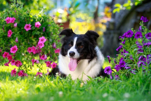 Anjing Berkembang Biak Perbatasan Collie Taman Latar Belakang Petunia Mekar Stok Gambar Bebas Royalti