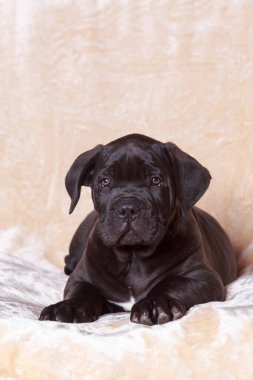 Bej bir battaniyeye sarılmış güzel, genç bir Corso italiano köpeği.