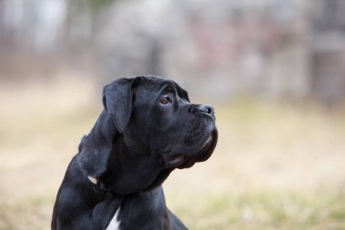 Bir sonbahar parkının arka planında köpek çiftliği kamışı.