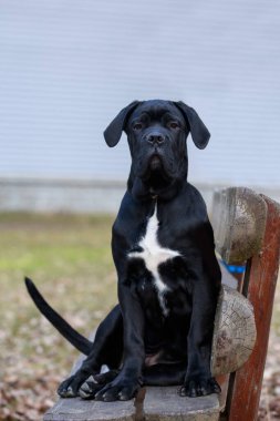 Köpek soyu kamışı Corso sonbahar parkında bir bankta oturur.