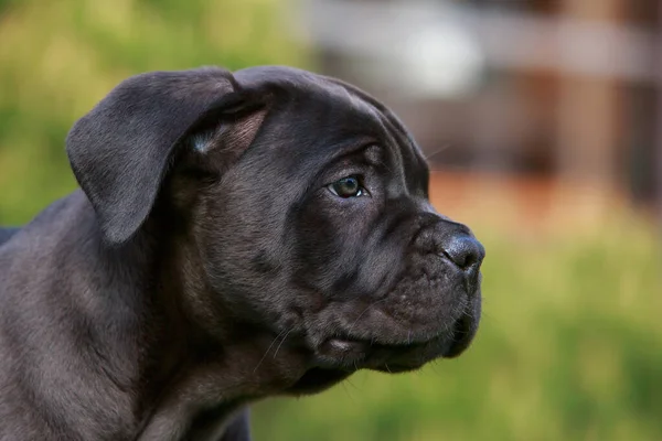 아름다운 강아지 뻐꾸기 아노가 가까이 — 스톡 사진