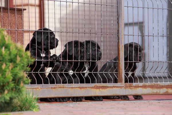 Cachorros Caña Corso Italiano Detrás Una Valla Malla Metálica — Foto de Stock