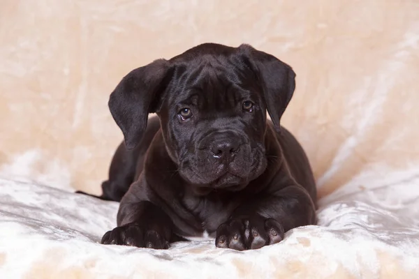 Beautiful Young Cane Corso Italiano Puppy Beige Blanket — Stock Photo, Image